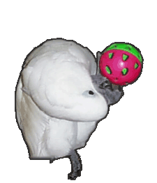 juniorbird.com